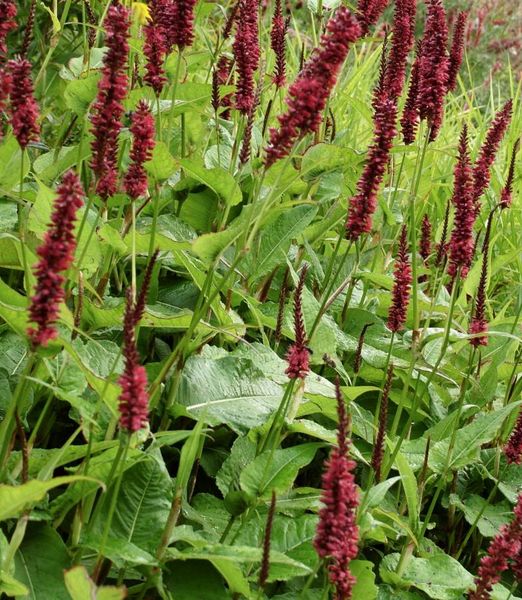 Persicaria amplexicaulis 'Blackfield'